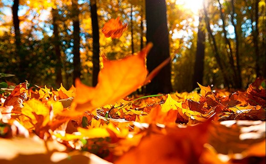 Outono começa hoje com temperaturas máximas até aos 31graus