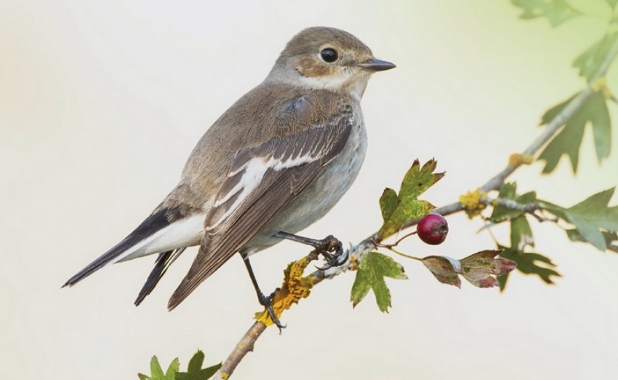 «Caminhada de Observação de Aves»