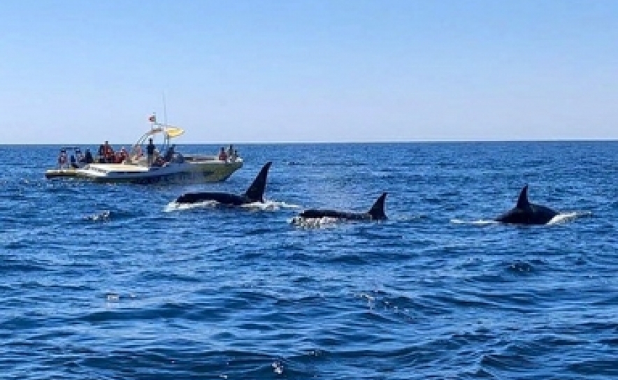 Avistamento de Orcas em Lagoa