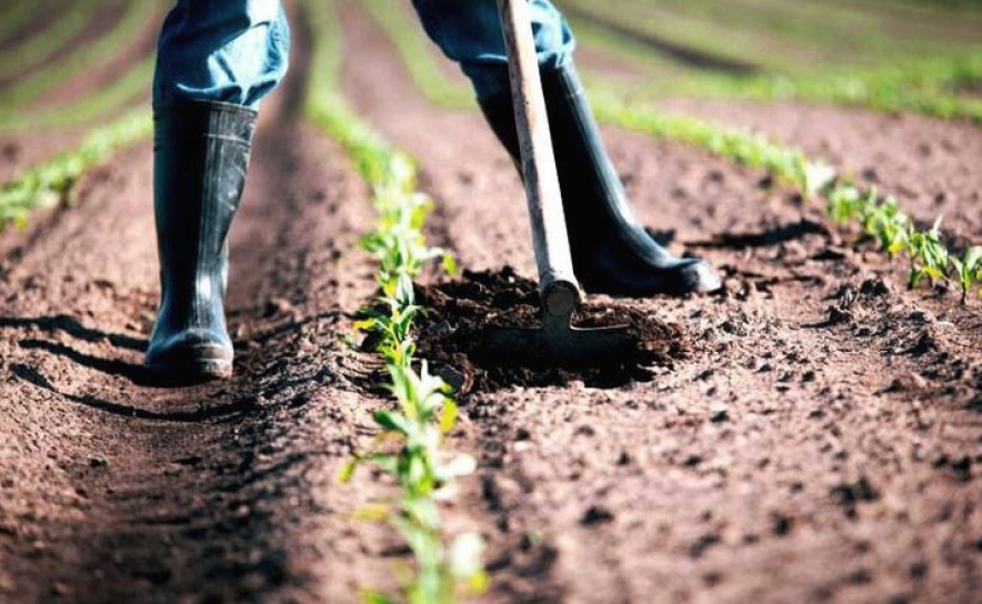 Município de Lagos promove formação no setor agrícola