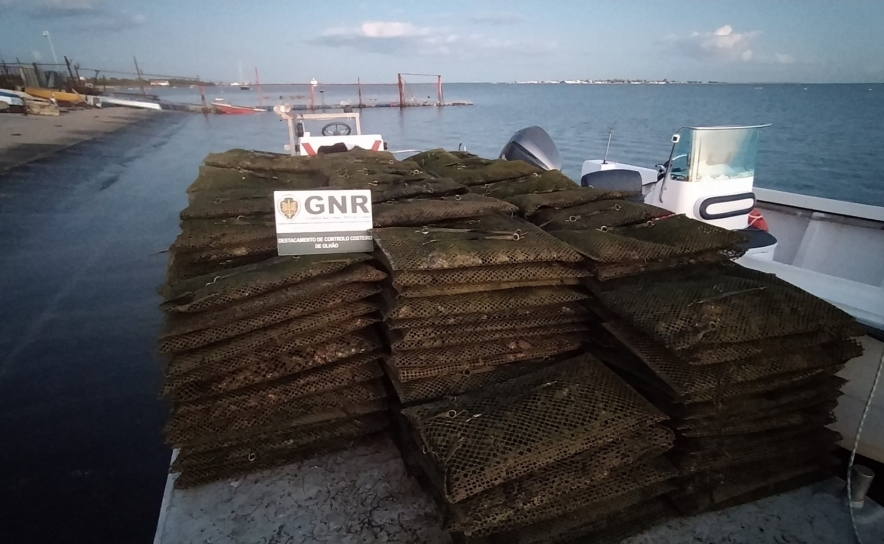 Olhão – Apreensão de quatro toneladas de ostra por falta de rastreabilidade
