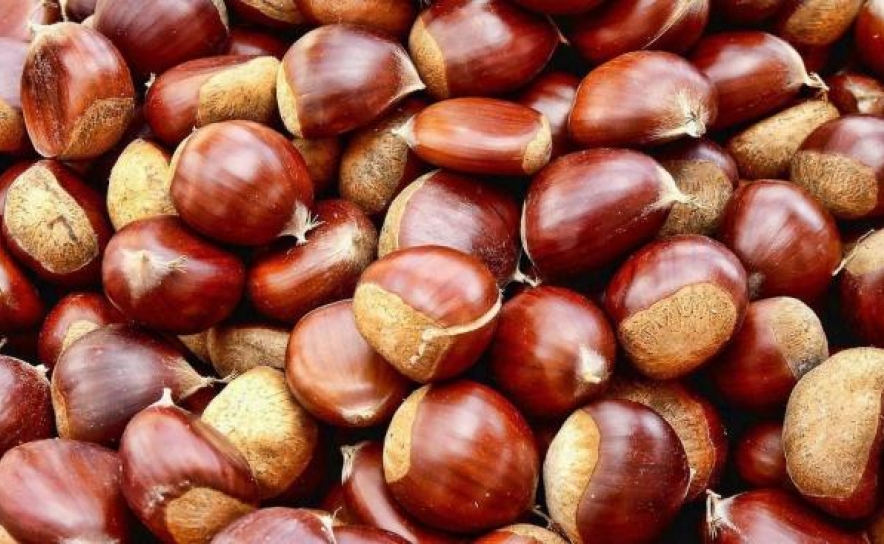 Produção de castanha deve subir até 20% para 50.000 toneladas e com mais qualidade