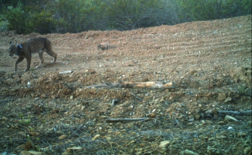 Localizada segunda ninhada de Lince Ibérico no Vale do Guadiana