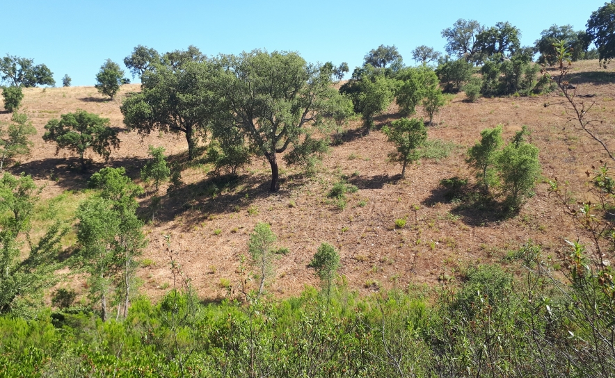 DIA DA FLORESTA AUTÓCTONE: MUNICÍPIO DE LOULÉ ASSOCIA-SE AO PROJETO «LIFE TERRA» COM ASSINATURA DE PROTOCOLO