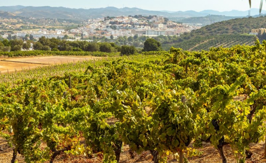 Epopeia Brands™ CVA Vinhas 2807 ©Mafalda Castro 