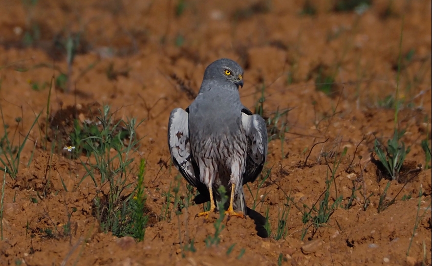 Por: Palombar - Conservação da Natureza e do Património Rural.