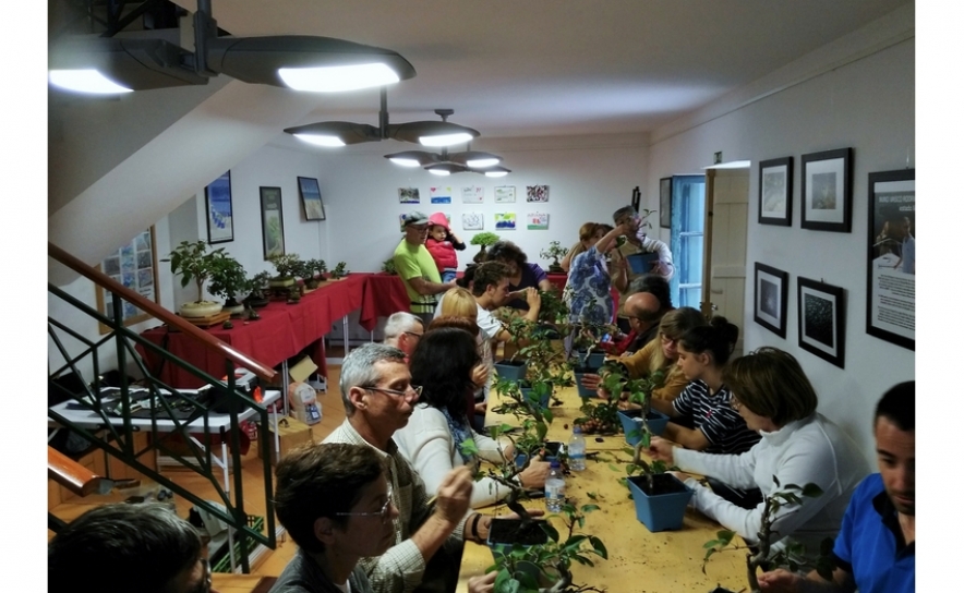 Sítio das Fontes acolheu Oficina de Bonsai com espécies mediterrânicas