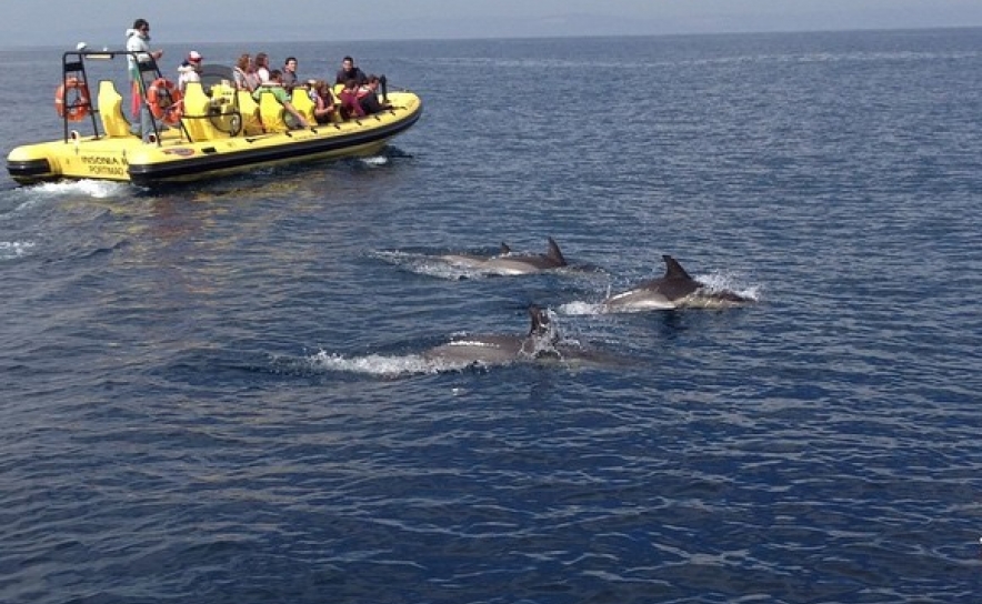 Balanço 2015 | Relatório avistamento de Cetáceos