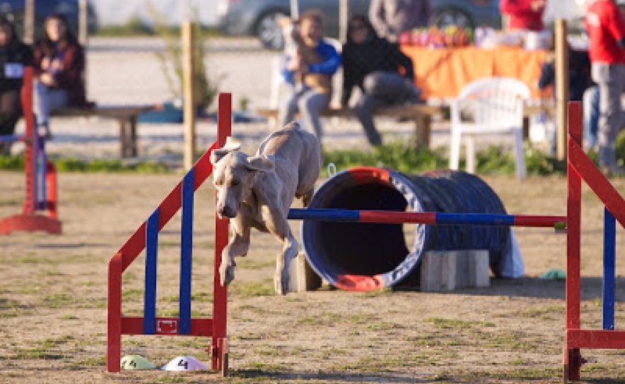 Troféu Agility dá a conhecer atletas de 4 patas