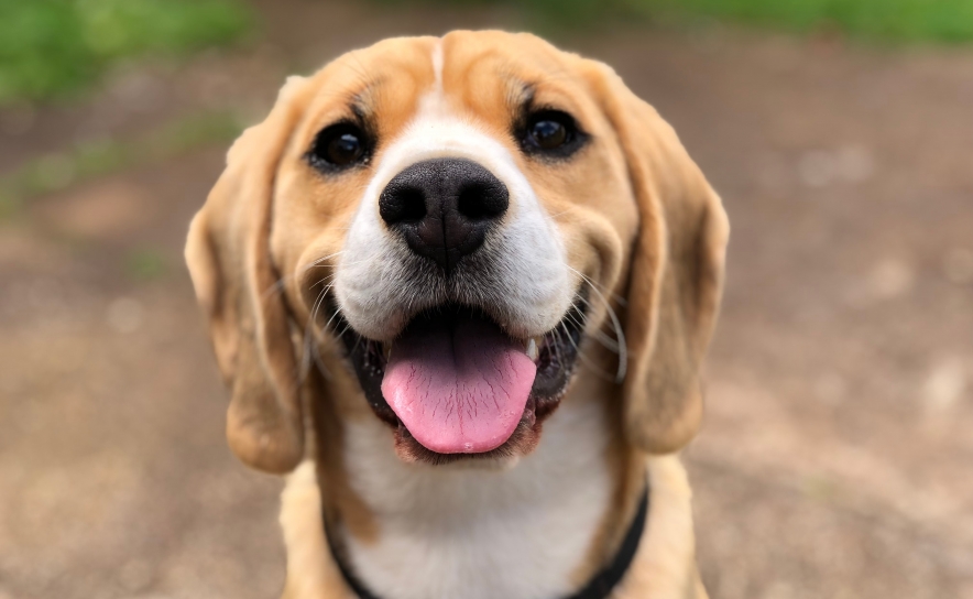 Famílias carenciadas com animais de companhia passam a ter  cuidados médico-veterinários gratuitos