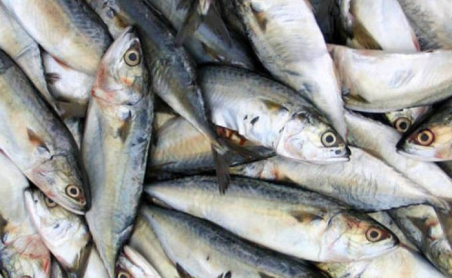 GNR apreende 2,7 toneladas de sardinha por excesso de captura em Portimão