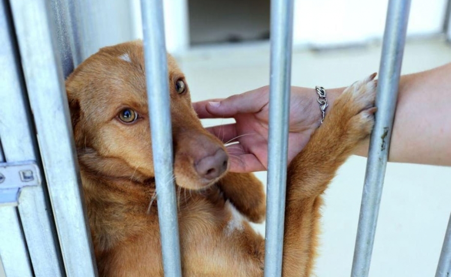 Veterinários querem levantamento nacional de animais abandonados