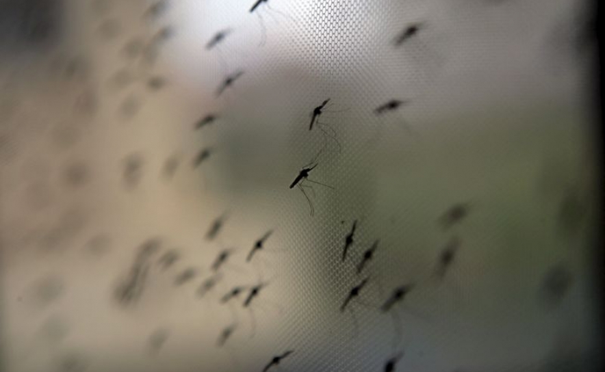 Trinta mil mosquitos estéreis vão ser libertados em Lisboa em projeto experimental