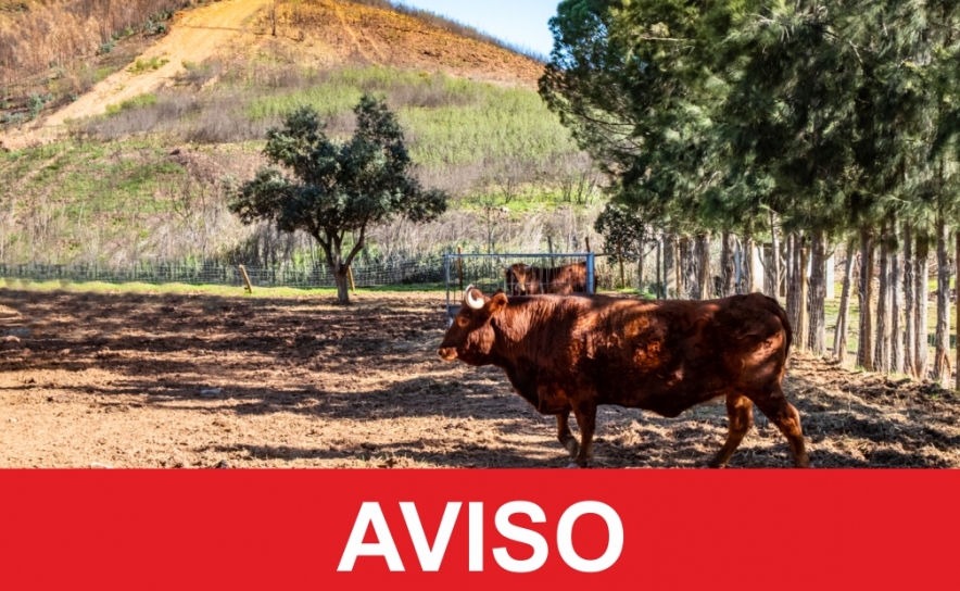 QUINTA PEDAGÓGICA ESTÁ ENCERRADA DIA 29 DE JUNHO PARA PROCEDIMENTO DE PRESERVAÇÃO E VALORIZAÇÃO DO BOVINO DE RAÇA ALGARVIA