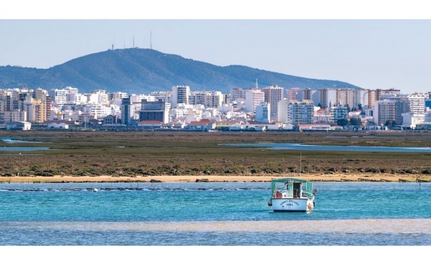 Ria Formosa entre os melhores destinos da Europa para observar aves