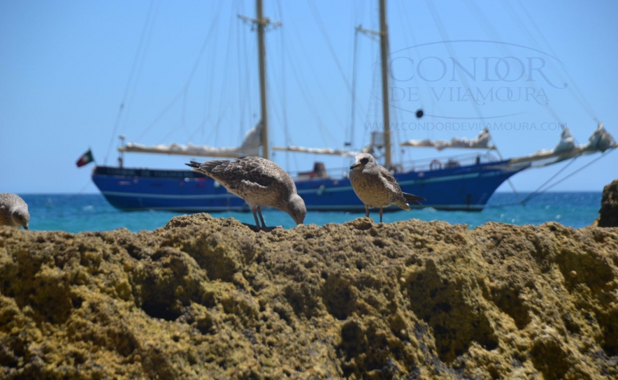 CONDOR DE VILAMOURA 