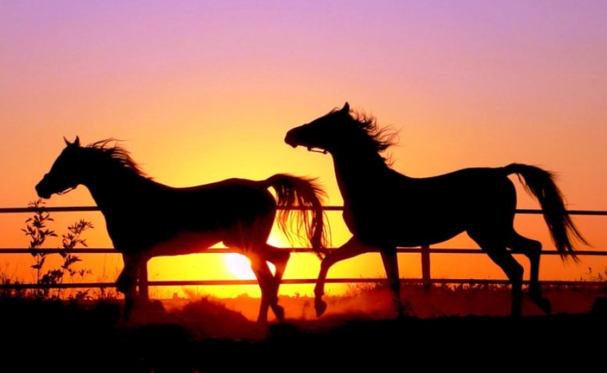 Câmara de Lagos vai leiloar 12 cavalos em hasta pública