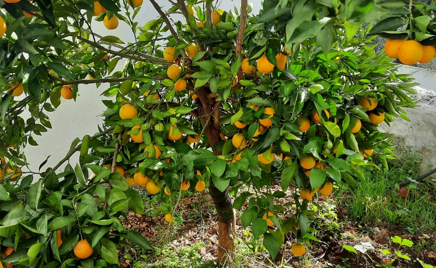 Fundo Crest Agro notifica Concorrência sobre aquisição de Frutas Lurdes