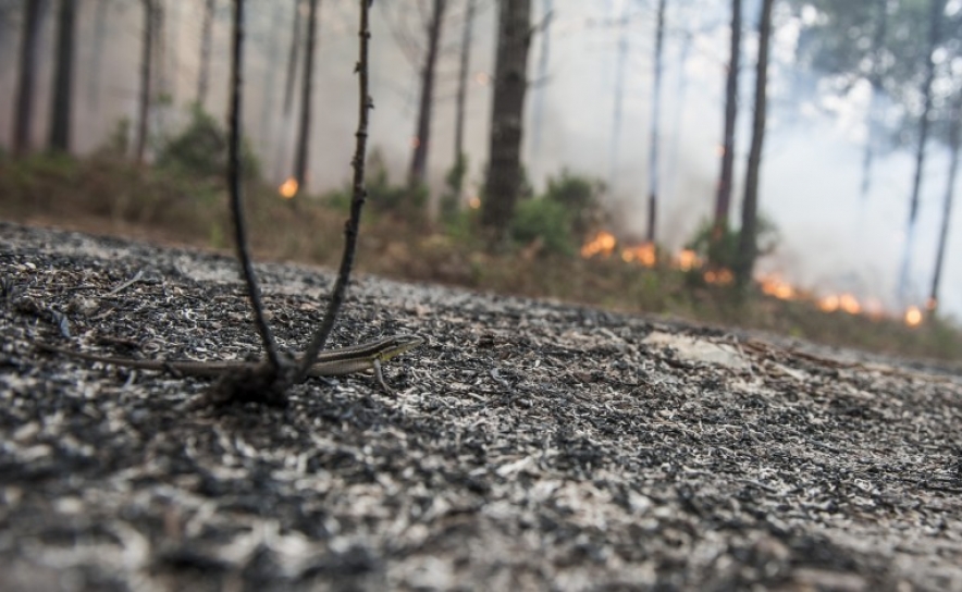 Em Portimão e Monchique contam-se prejuízos depois de 2.000 hectares ardidos