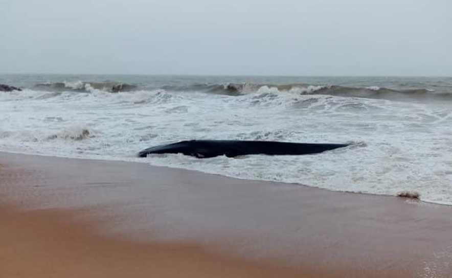 Baleia deu à costa na praia de Quarteira