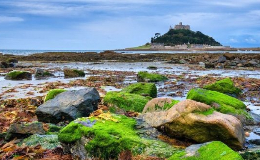 Oportunidade de negócio: PME finlandesa procura tecnologia para recolha de algas dos oceanos