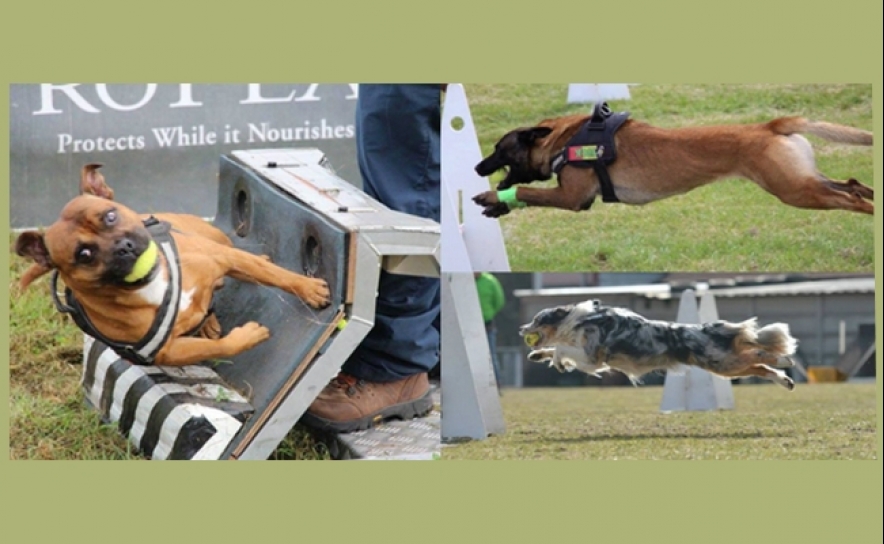 Seminário de Flyball na Quinta dos Patudos em Messines