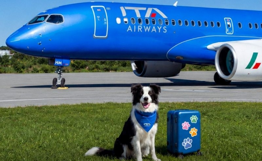 ITA Airways passa a permitir transporte de cães de grande porte na cabine