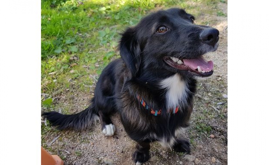 Viajar com cães: não vás de férias sem isto na mala