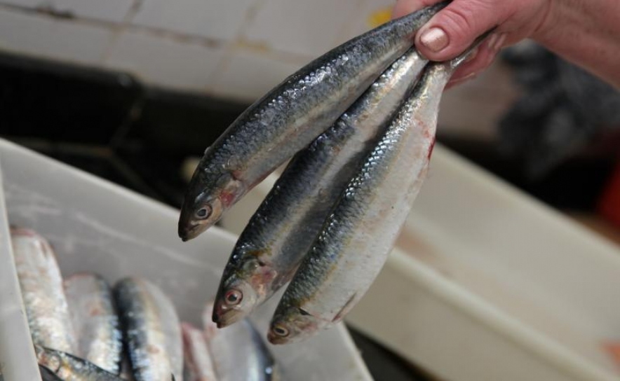 Novos limites sobre captura diária de sardinha entraram em vigor às 00:00 de hoje