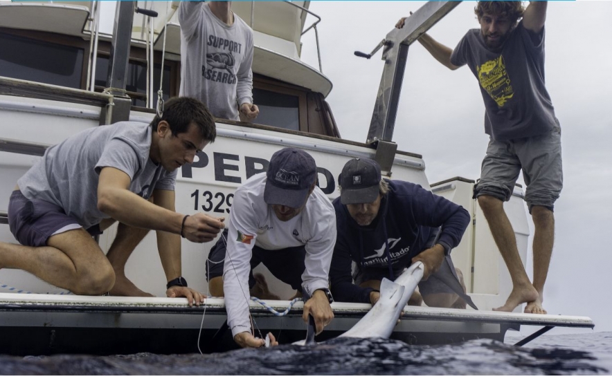 Estudante da UAlg lidera projeto para Conservação Marinha através da SEA-EU