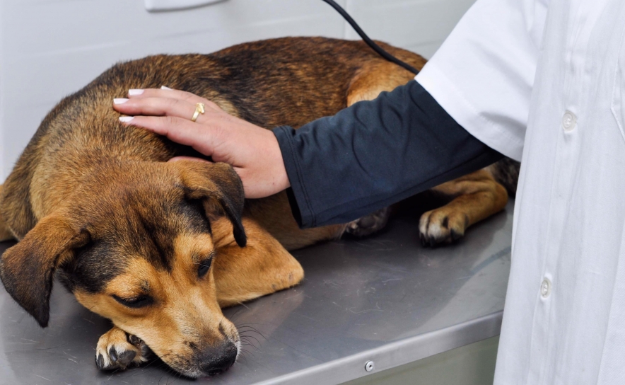 92 animais intervencionados em Campanha de Castração em Lagos