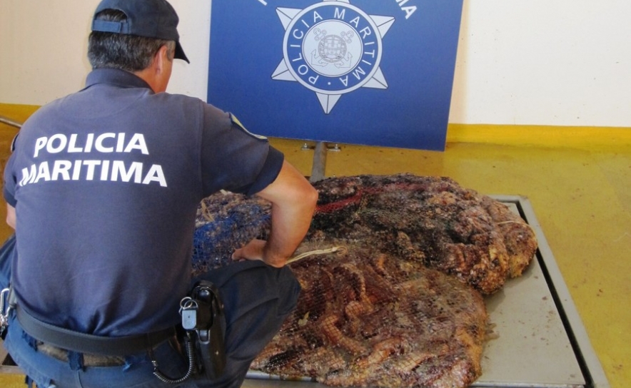 Polícia Marítima apreende 160,5 Kg de Pepinos do Mar em Albufeira