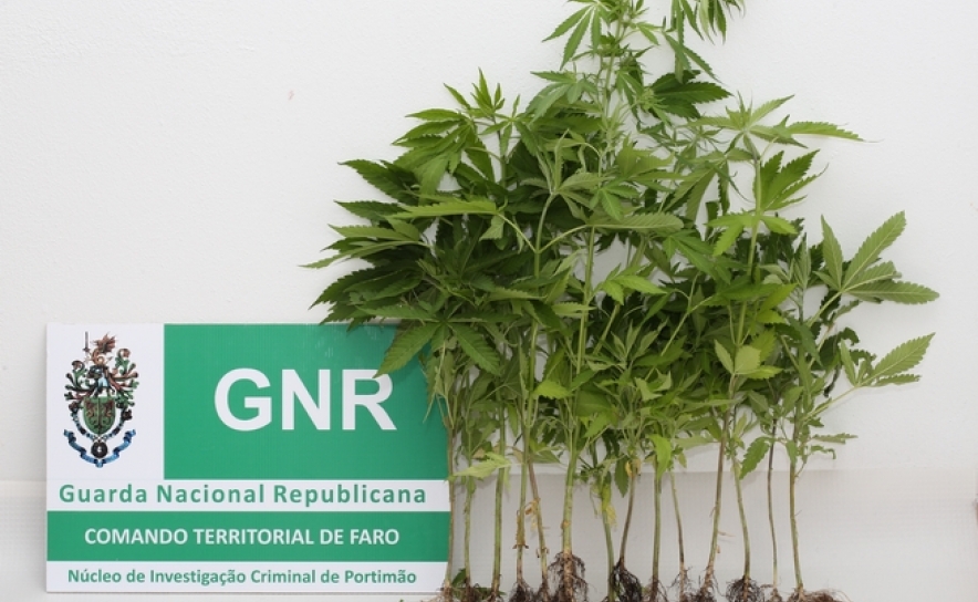 Apreensão de 14 plantas de cannabis