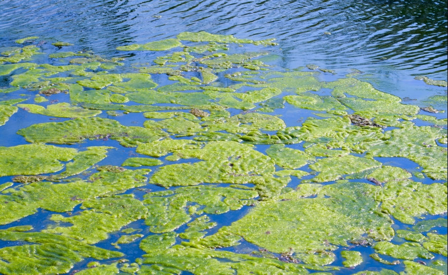 Governo aprova estratégia nacional de combate a alga invasora Governo aprova estratégia nacional de combate a alga invasora