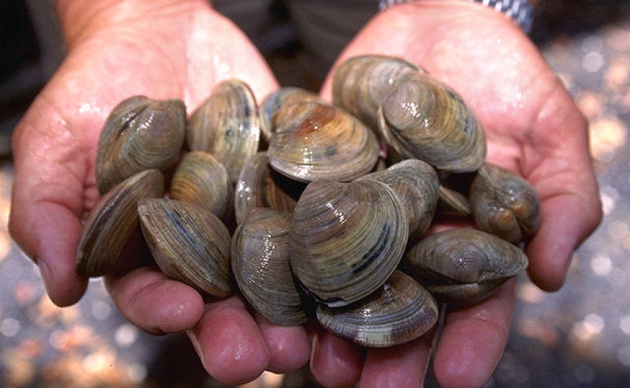 Viveiro de amêijoa em mar aberto no Algarve quer produzir 300 toneladas por ano