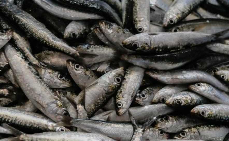 Pesca da sardinha reabre na segunda-feira