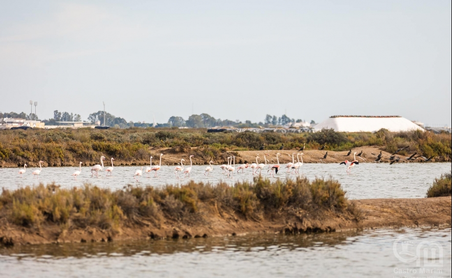 Município avança com candidatura da Reserva Natural do Sapal de Castro Marim e VRSA  enquanto Reserva da Biosfera da UNESCO