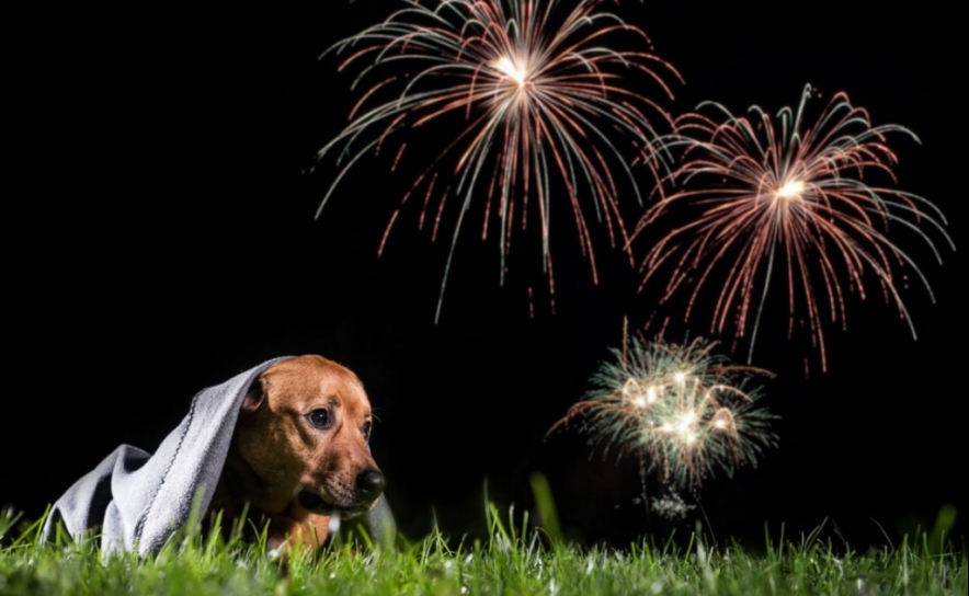 PAN: «Dos tampões para animais ao fim do fogo de artifício com explosões em Olhão»