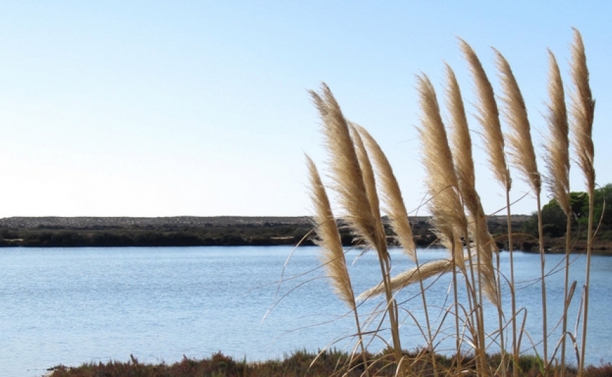 Grupo Águas de Portugal integra projeto europeu pioneiro em soluções para o tratamento de afinação de águas residuais para reutilização em irrigação agrícola