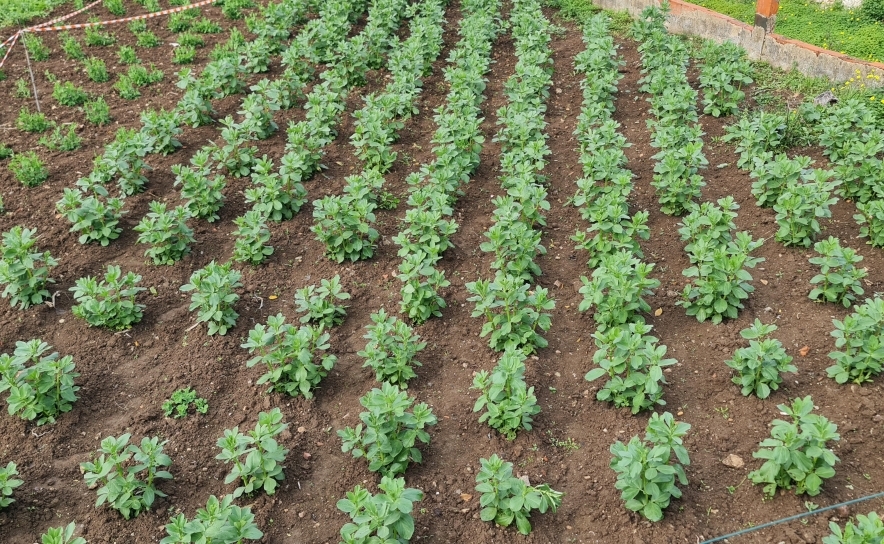 Seca: Agricultores algarvios realizam hoje marcha lenta na EN125