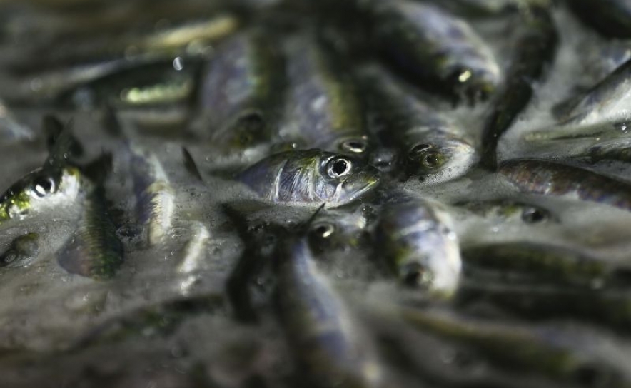 Captura de sardinha em Portugal pode aumentar para até 30.000 toneladas