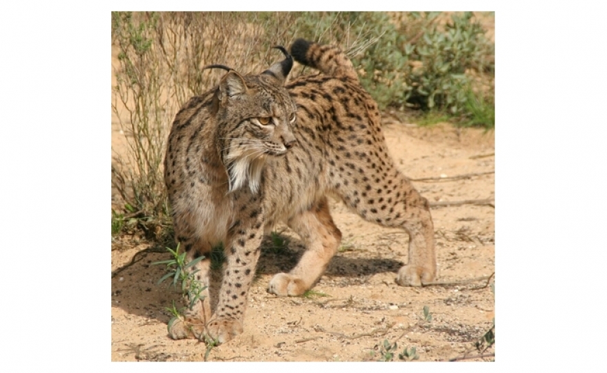 LINCE NASCIDO NO CENTRO NACIONAL DE REPRODUÇÃO DE LINCE IBÉRICO, EM SILVES, REGRESSOU A CASA