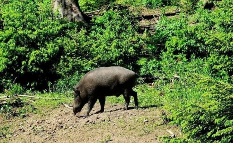Agricultores pedem caça ao javali para reduzir estragos nas culturas