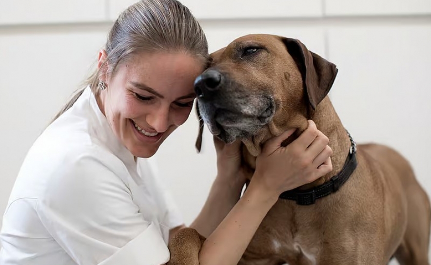 Veterinários partilham conselhos para proteger cães e gatos do calor 