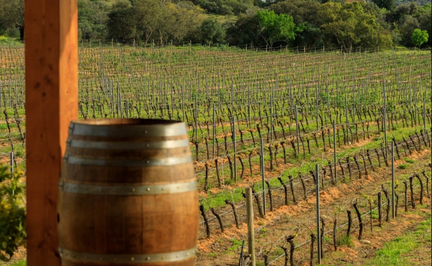 Produção de vinho certificado algarvio aumenta e atinge 2 milhões de litros