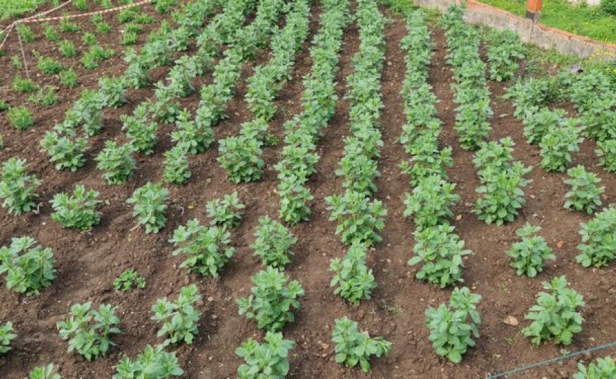 Agricultores recebem esta semana apoio extraordinário de 20 milhões de euros para compensar aumento nos custos de produção