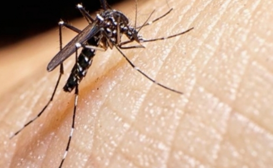 Cientistas alertam para riscos de mosquito do dengue em Portugal