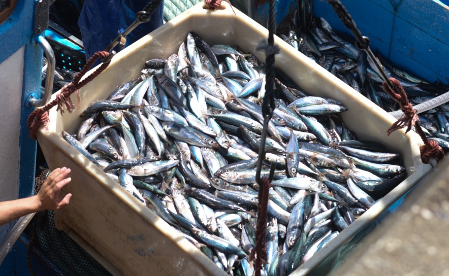Covid-19: Entrega de pescado nas lotas algarvias subiu com encerramento de restaurantes