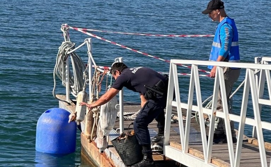 Polícia Marítima apreende 97kg de pescado junto ao porto de pesca de Santa Luzia em Tavira