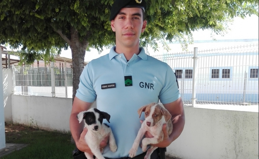 Resgate de dois cães bebé